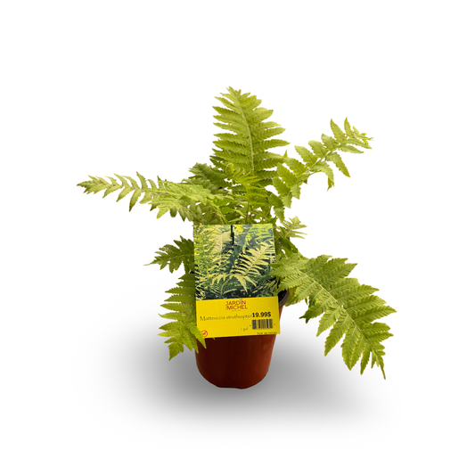 Ostrich Fern (6")
