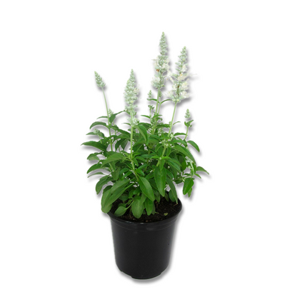 Salvia farinacea (3,5") image 1