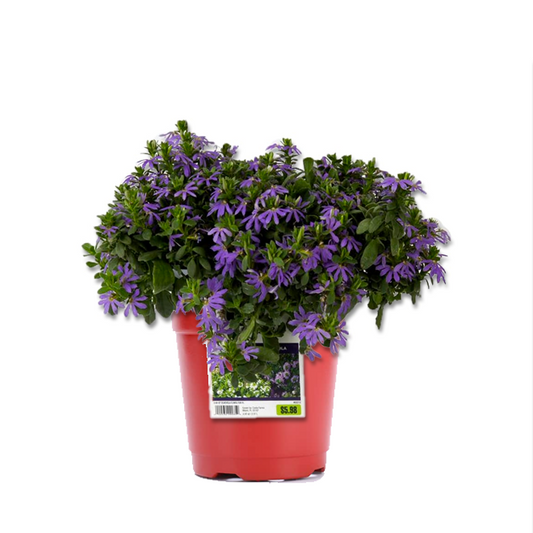 Scaevola (3,5") image 0