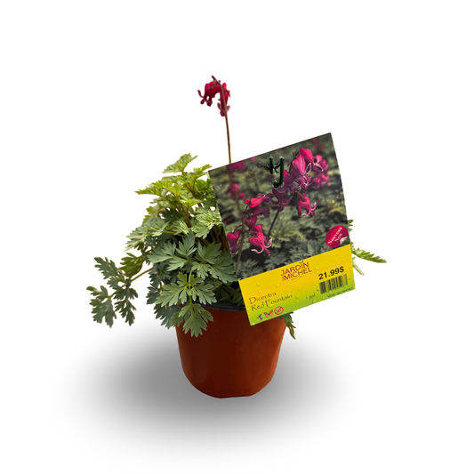 Bleeding Hearts (6")