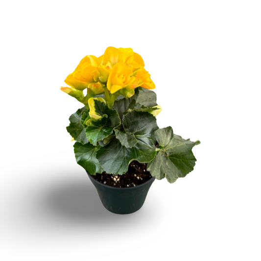 Begonia Reiger (3,5") image 0