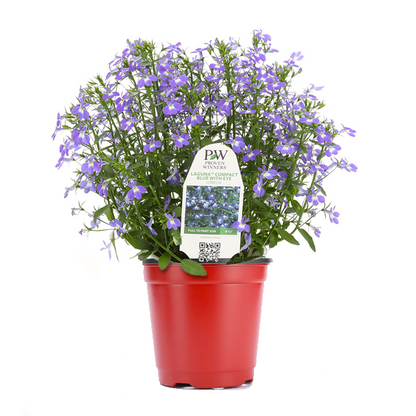 Lobelia (3,5") image 1