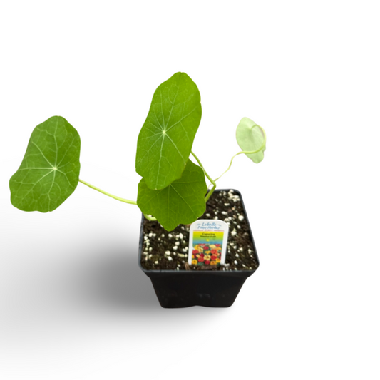 Capucines (3,5") image 0