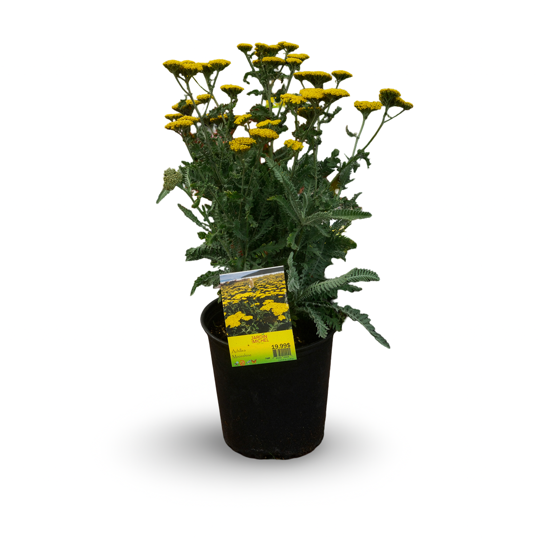 Achillea 'Moonshine' (6")