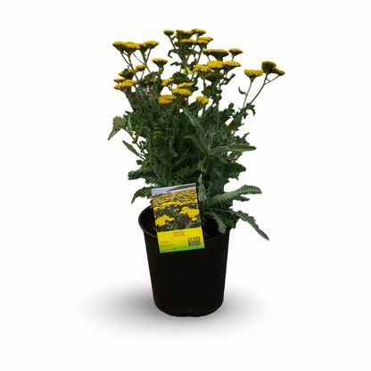 Achillea 'Moonshine' (6")