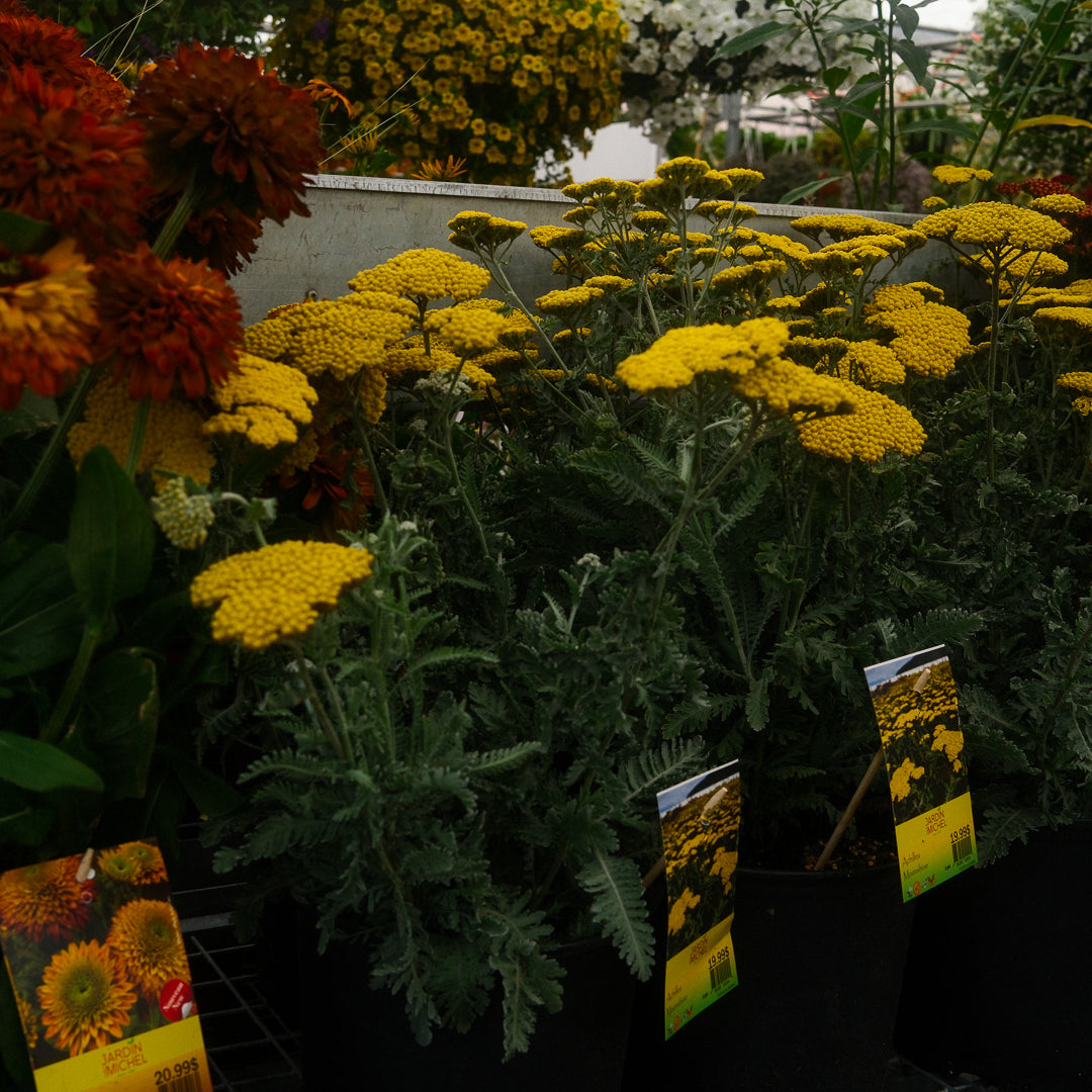 Achillea 'Moonshine' (6")
