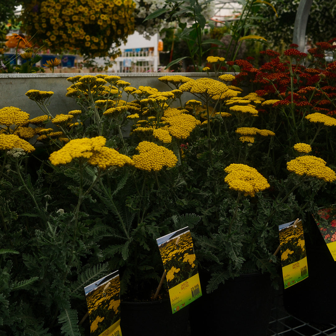 Achillea 'Moonshine' (6")