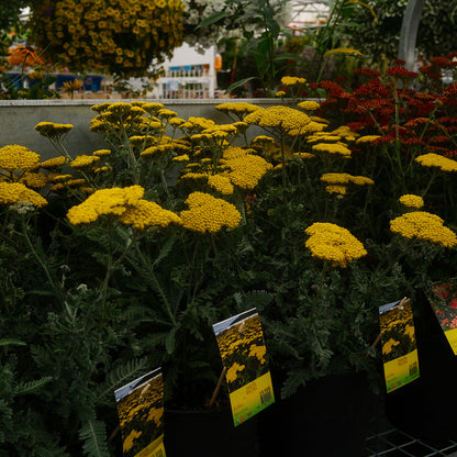 Achillea 'Moonshine' (6")