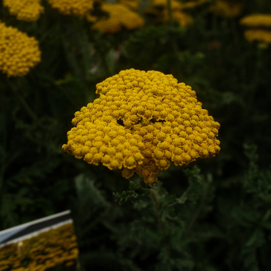 Achillea 'Moonshine' (6")
