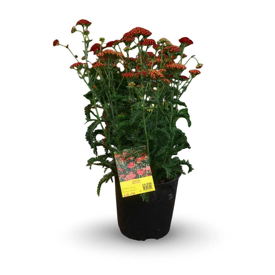 Achillea 'Sassy Summer Sangria' (6")