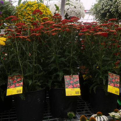 Achillea 'Sassy Summer Sangria' (6")