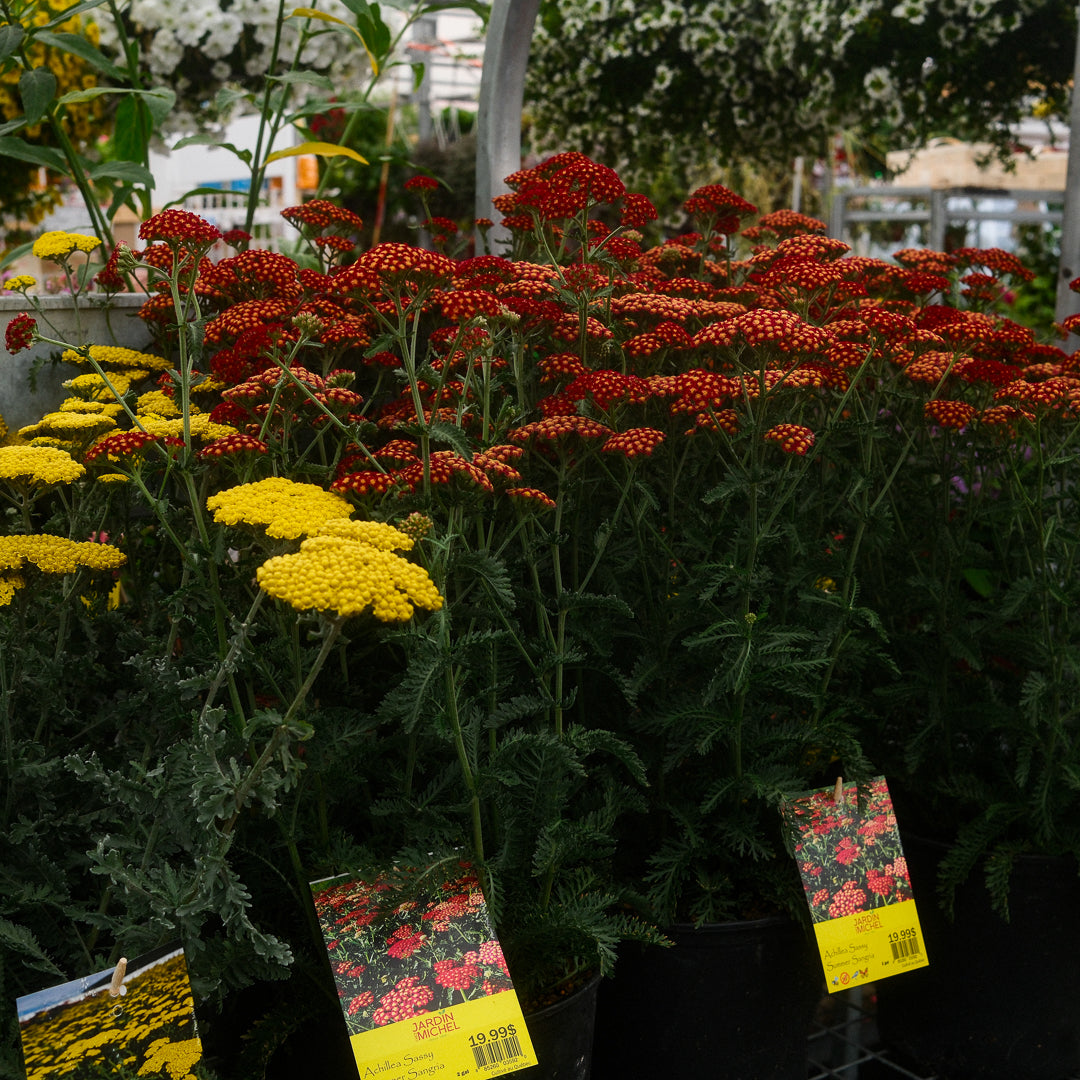 Achillea 'Sassy Summer Sangria' (6")