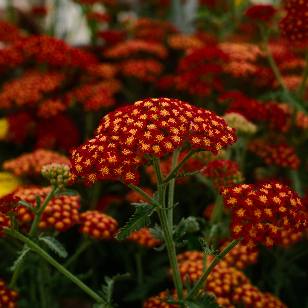 Achillea 'Sassy Summer Sangria' (6")