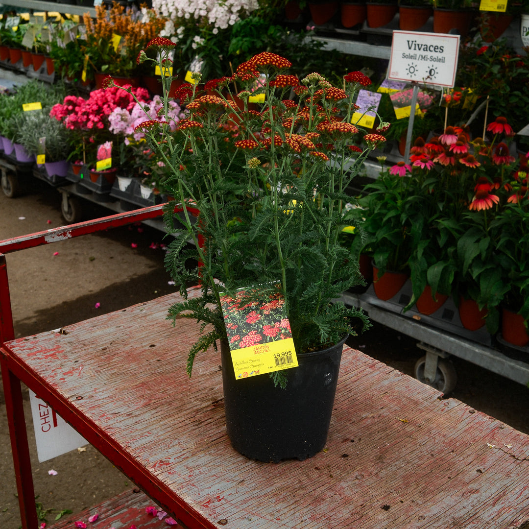 Achillea 'Sassy Summer Sangria' (6")
