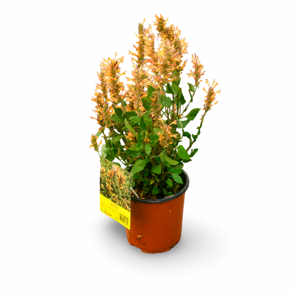 Hummingbird Mint 'Poquito Yellow' (6")