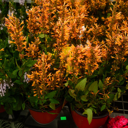 Hummingbird Mint 'Poquito Yellow' (6")
