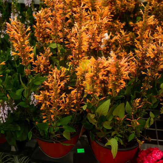Hummingbird Mint 'Poquito Yellow' (6")