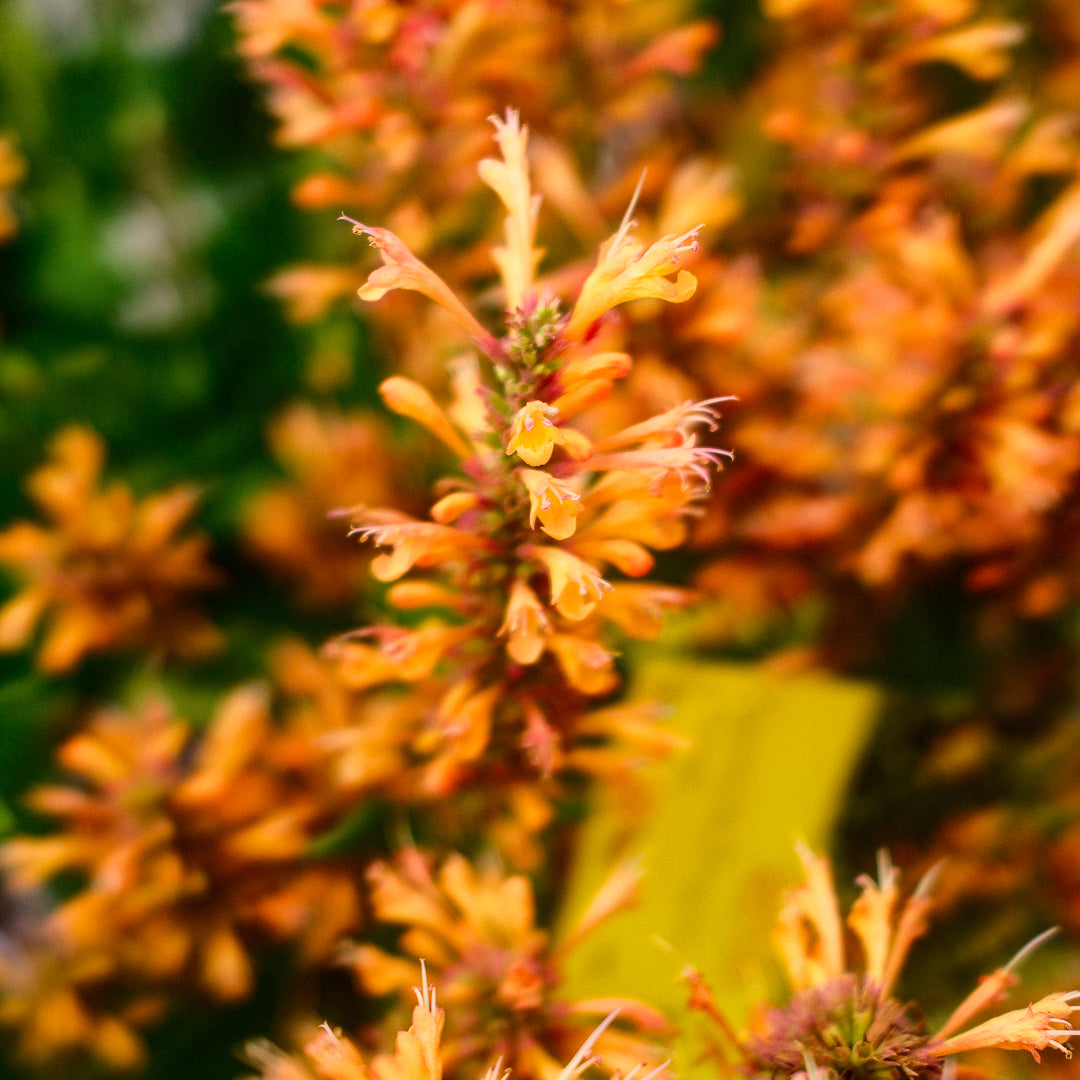 Hummingbird Mint 'Poquito Yellow' (6")