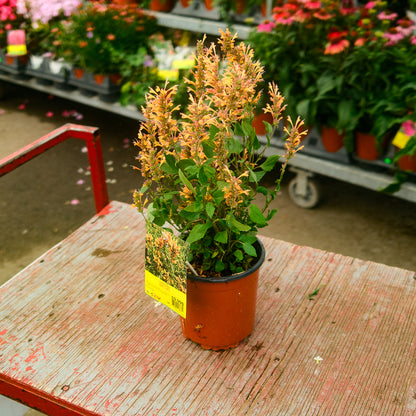 Hummingbird Mint 'Poquito Yellow' (6")