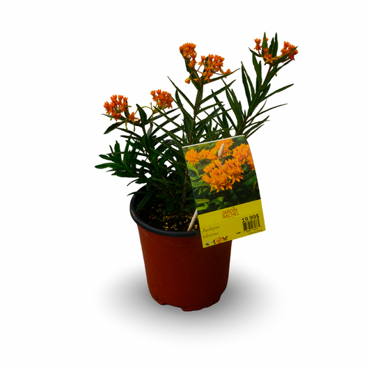 Asclepias tuberosa (6")