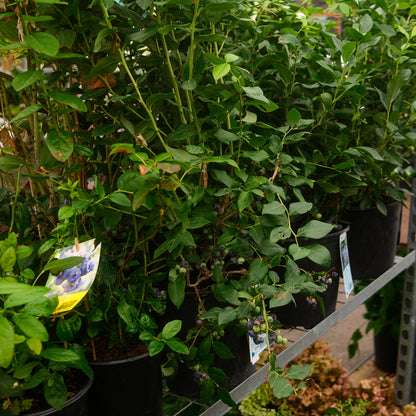 Hydrangea paniculata ‘Limelight’ Tree Form (10")