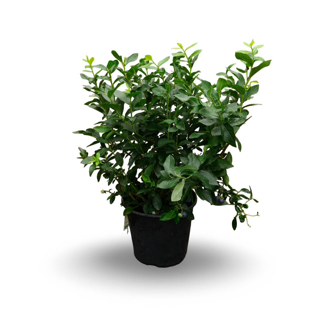 Hydrangea paniculata ‘Limelight’ Tree Form (10")