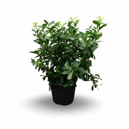Hydrangea paniculata ‘Limelight’ Tree Form (10")