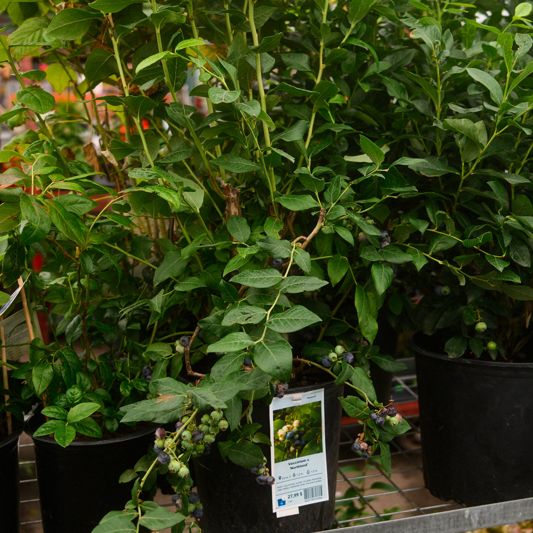 Hydrangea paniculata ‘Limelight’ Tree Form (10")
