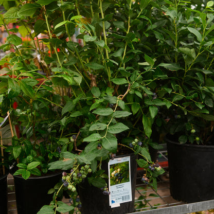 Hydrangea paniculata ‘Limelight’ Tree Form (10")