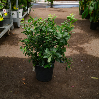 Hydrangea paniculata ‘Limelight’ Tree Form (10")