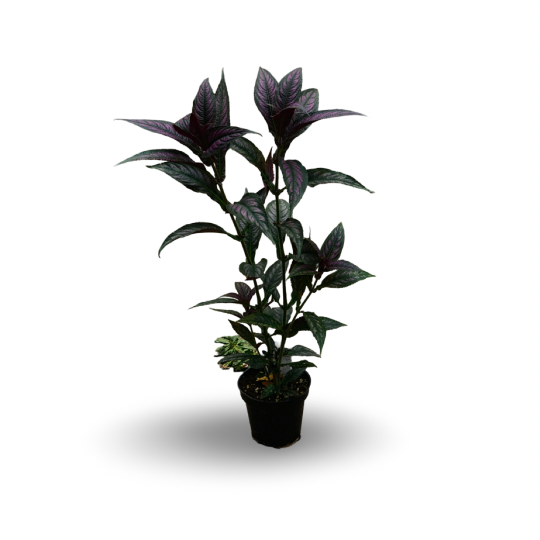 Persian Shield (4,5")