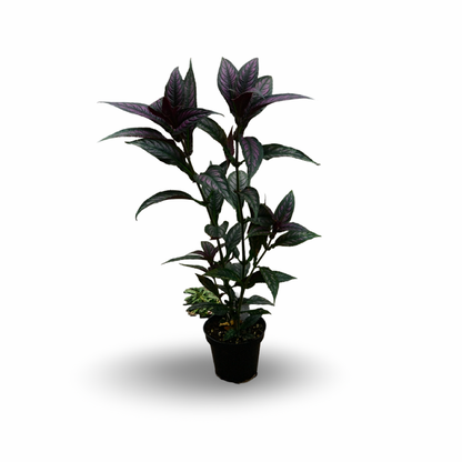Persian Shield (4,5")