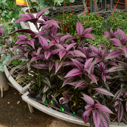 Persian Shield (4,5")