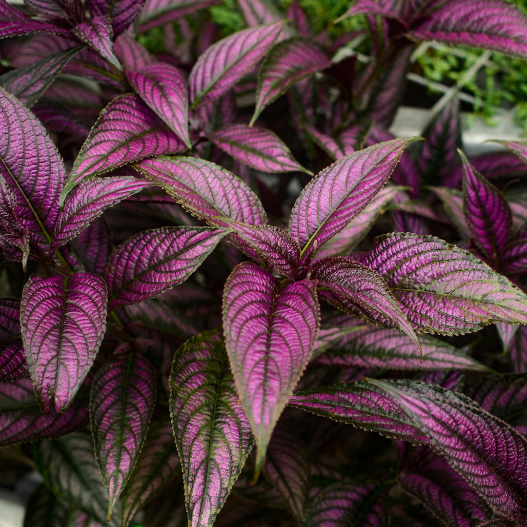 Persian Shield (4,5")