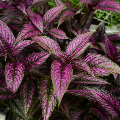 Persian Shield (4,5")