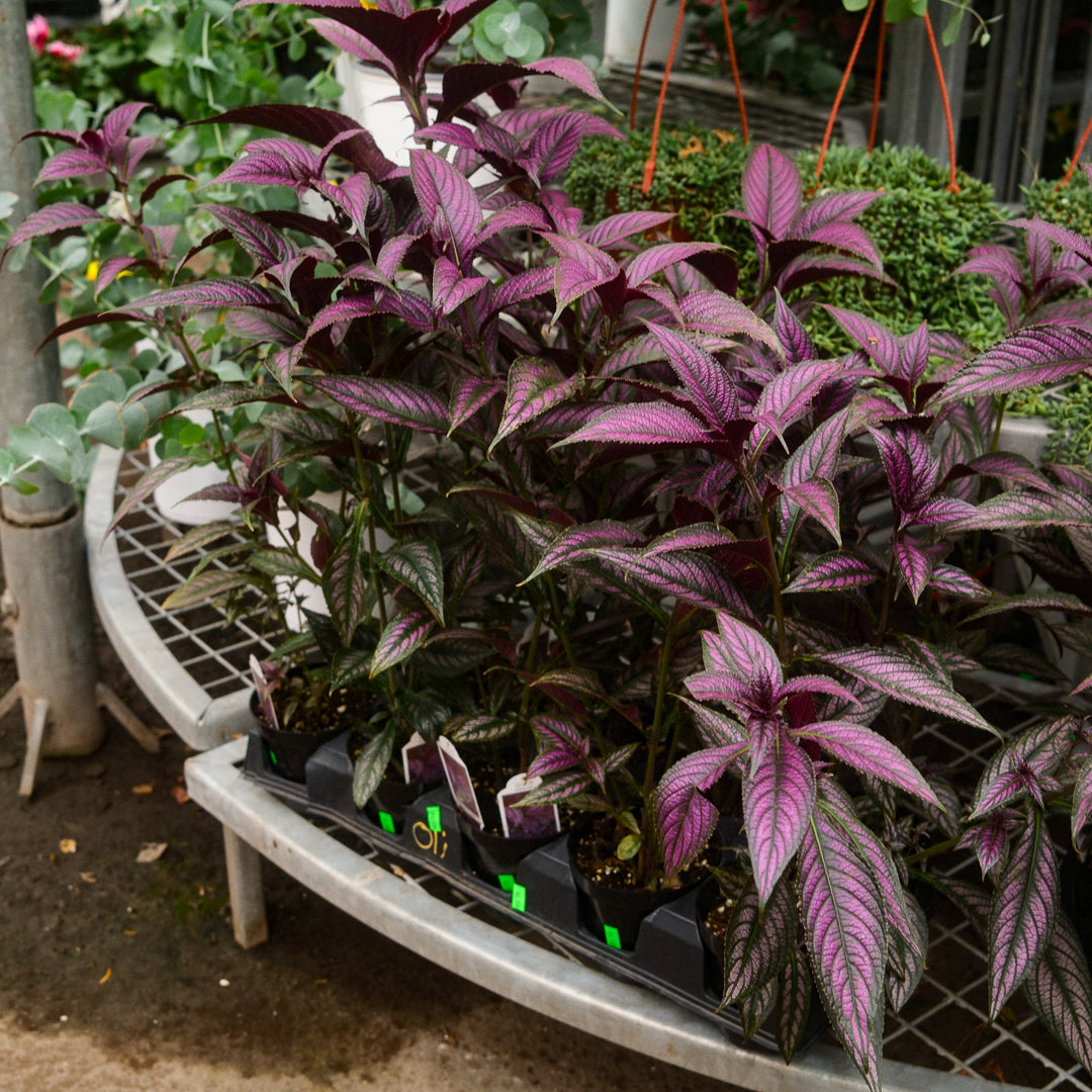 Persian Shield (4,5")