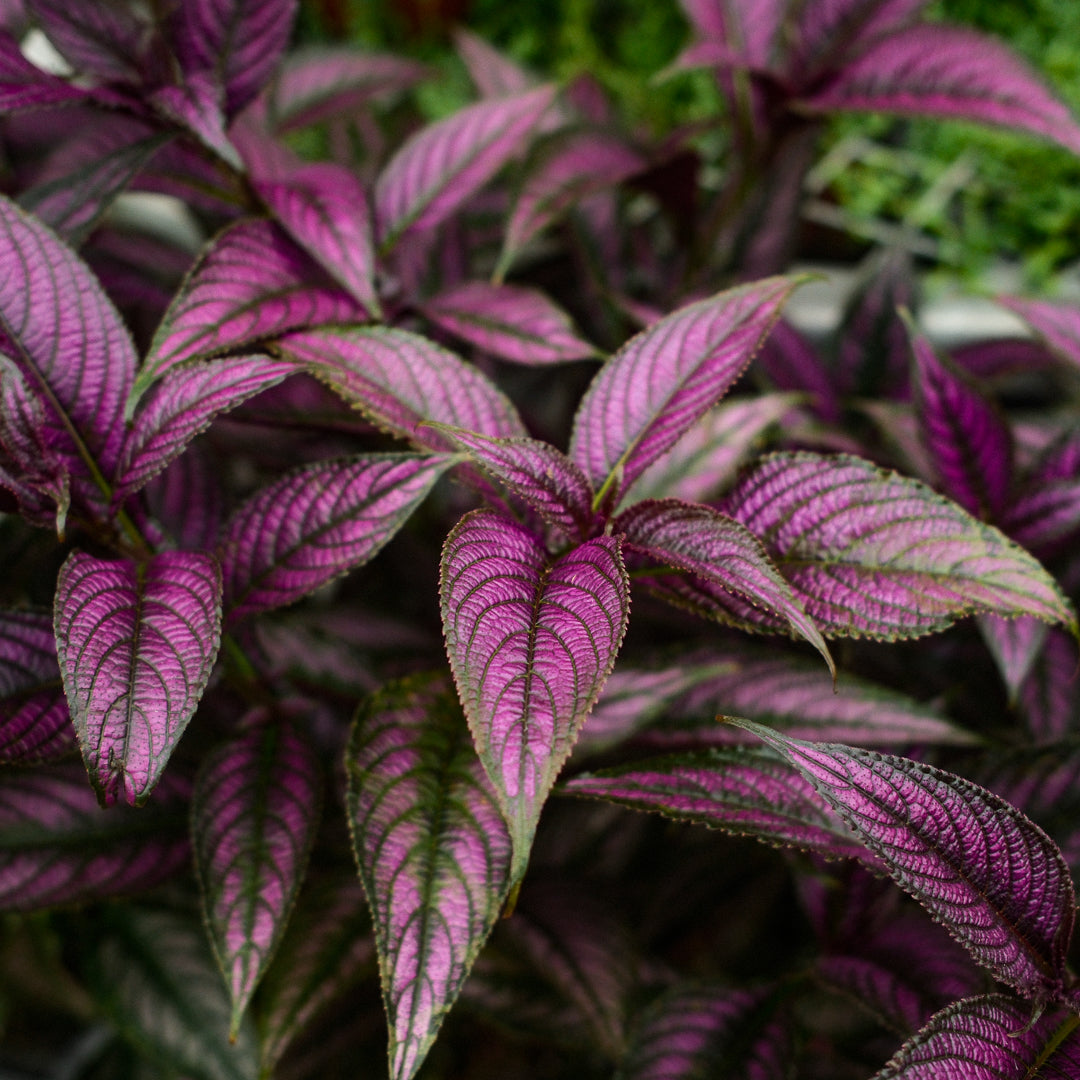 Persian Shield (4,5")