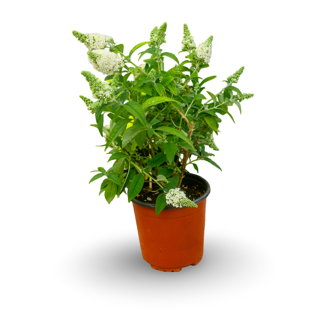 Buddleia (6")