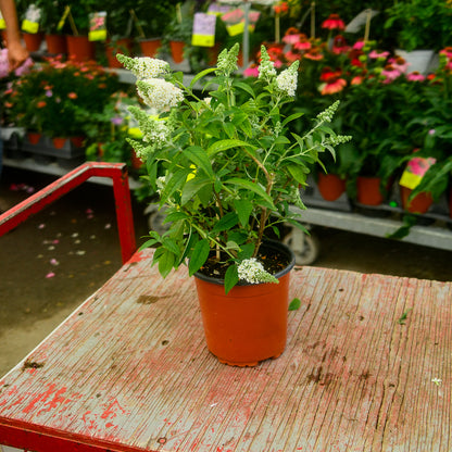 Buddleia (6")