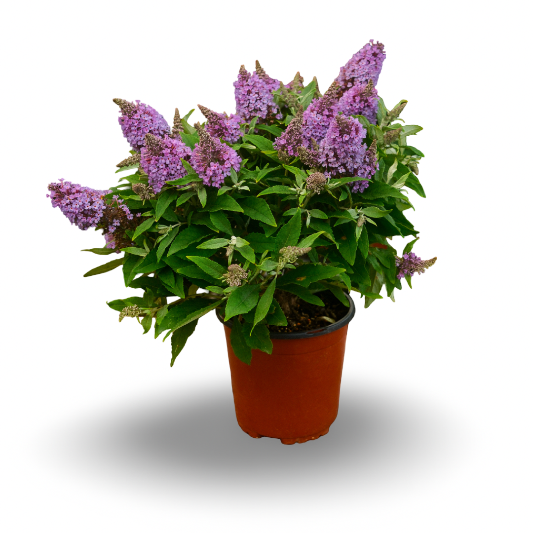Buddleia (6")