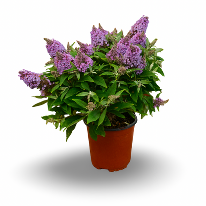Buddleia (6")