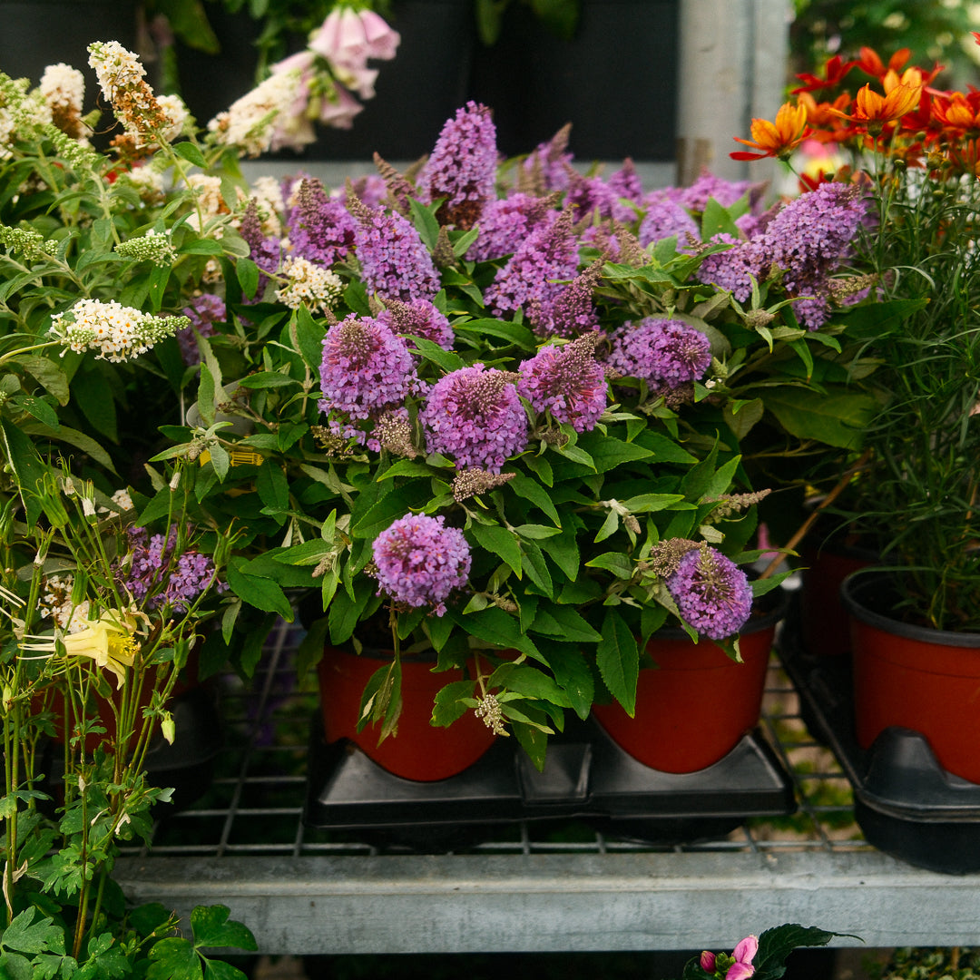 Buddleia (6")