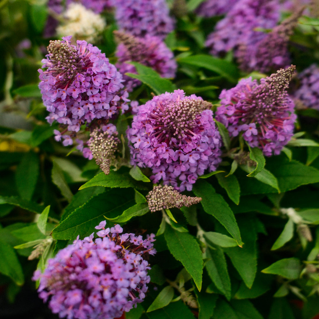 Buddleia (6")