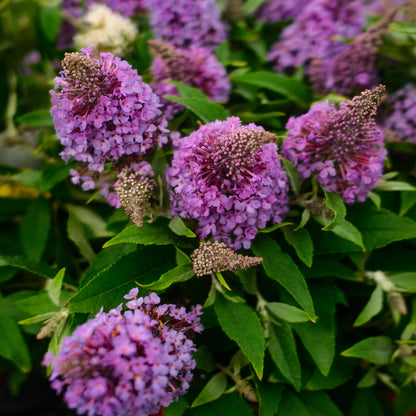 Buddleia (6")