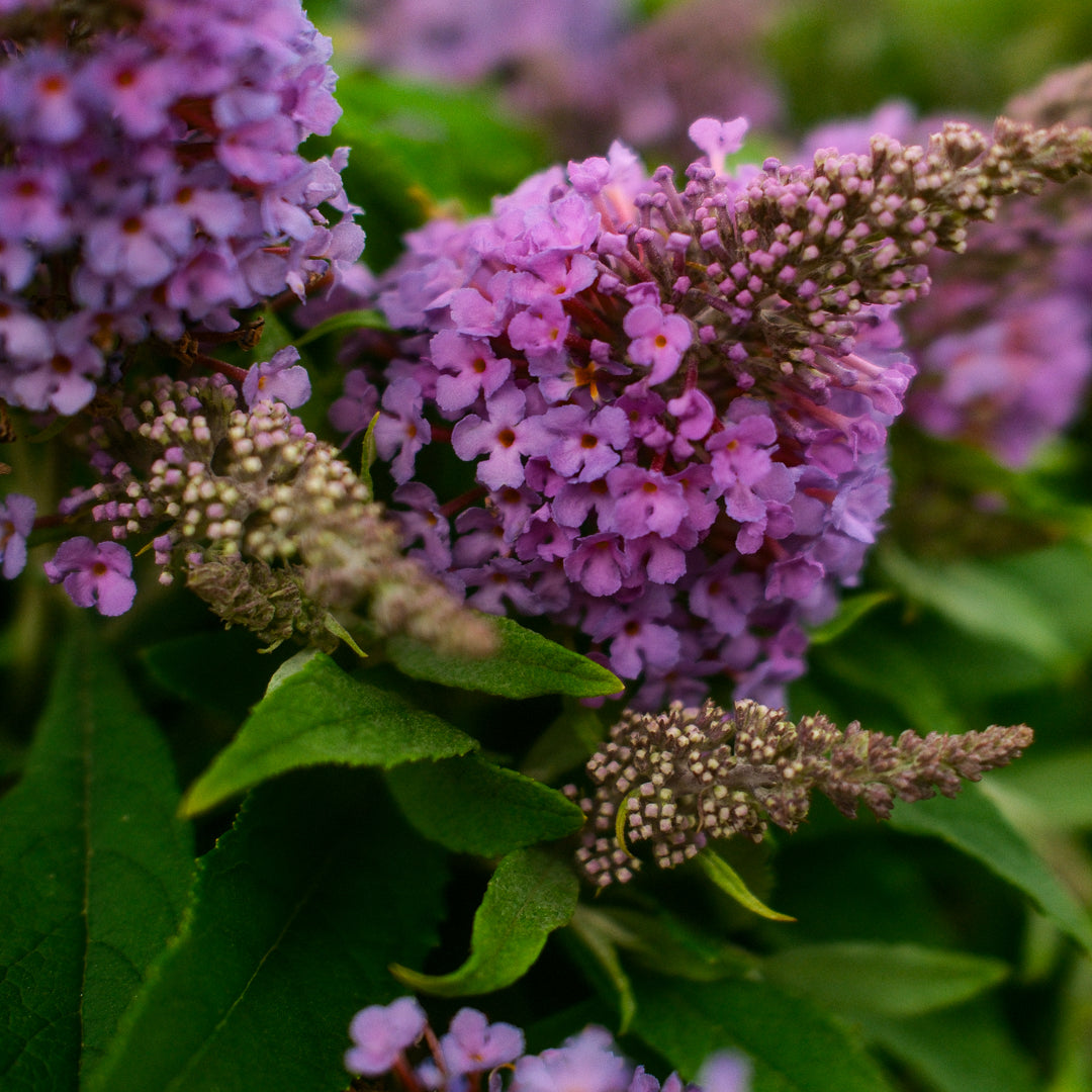Buddleia (6")