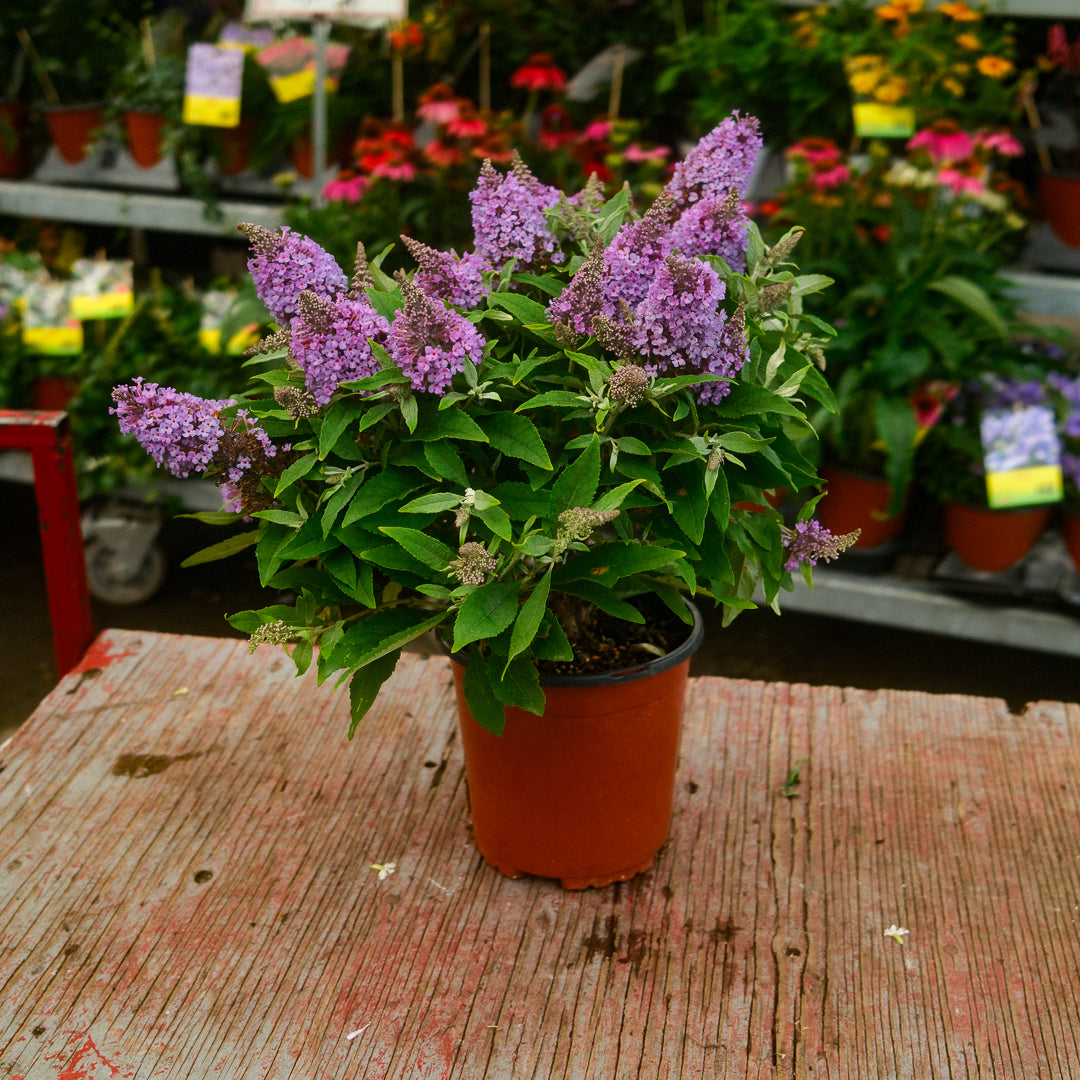 Buddleia (6")