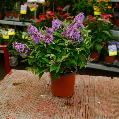 Buddleia (6")