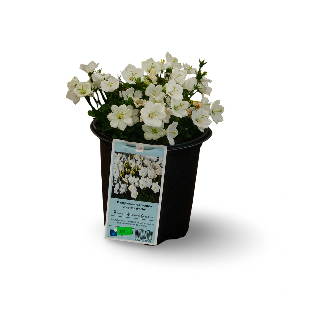 Carpathian Bellflower (6")