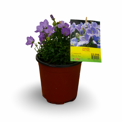 Carpathian Bellflower (6")