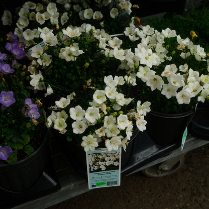Carpathian Bellflower (6")